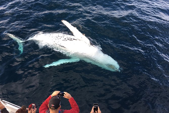 Private Tour Fee to See Whales and Dolphins - Last Words