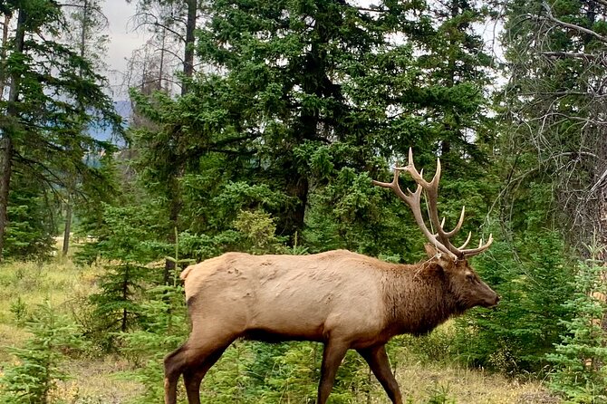 Private Tour for up to 24 Guests of Lake Louise and the Icefield Parkway - Last Words