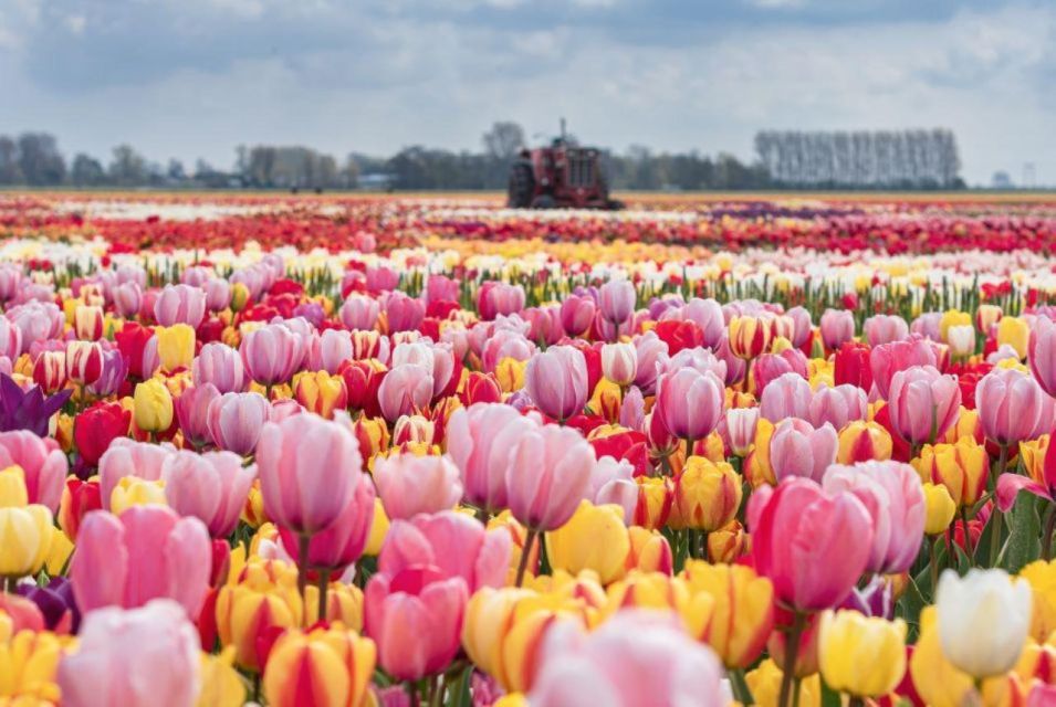 Private Tour to Tulips, Keukenhof, Windmills & Cheese Farm - Last Words