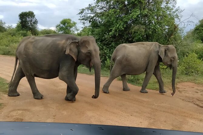Private Tour : Udawalawe National Park Safari - Terms & Conditions and Booking Process