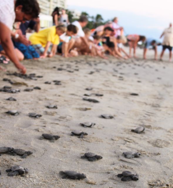 *Private Turtle Hatching 3 Palos Lagoon & Crocs Farm & Lunch - Safety Precautions