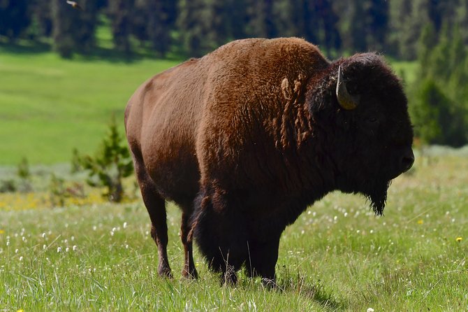 Private Yellowstone Wolf Watching & Wildlife Safari Lunch - Common questions