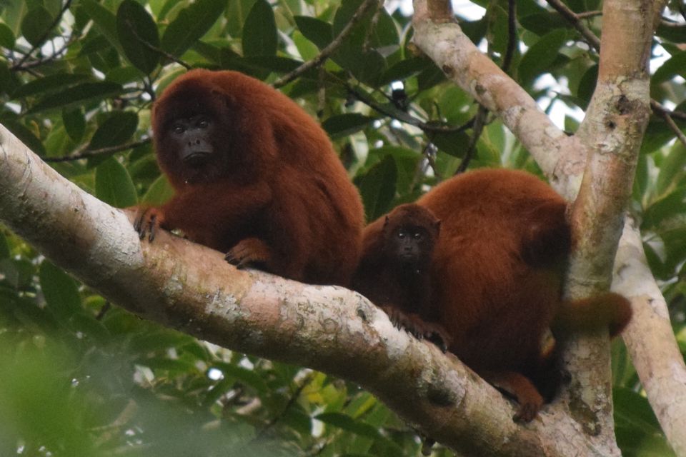 Puerto Maldonado: Sandoval Lake Full-Day Trip With Canoeing - Common questions