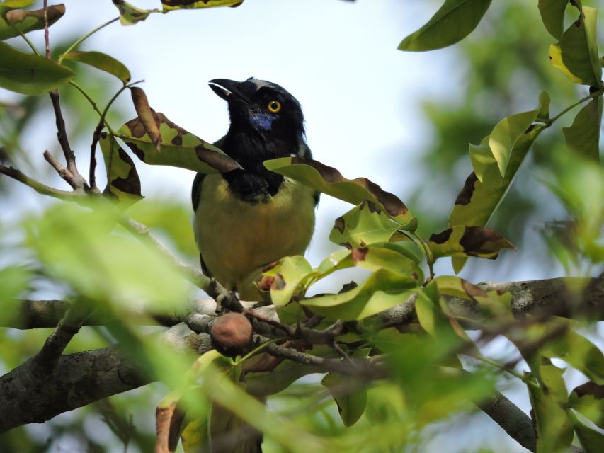 Puerto Morelos: Cenotes Birdwatching Tour Route - Common questions