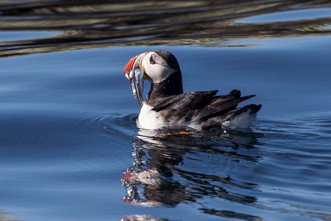 Puffin Cruise With Expert Tour Guide From Reykjavik - Booking Information and Logistics