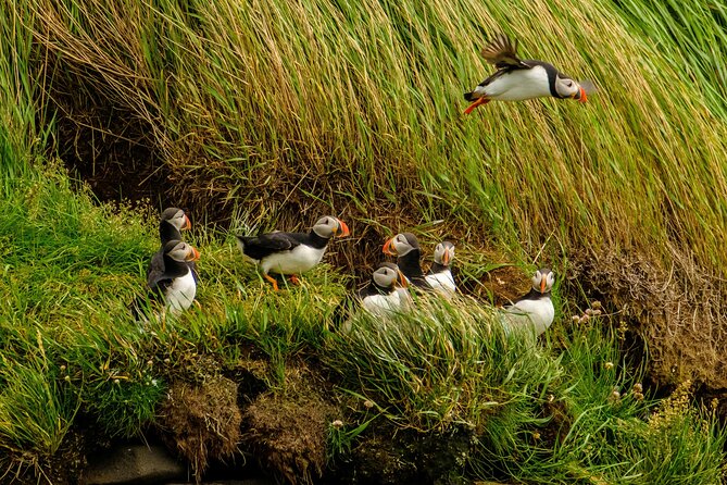 Puffin Watching Speedboat Express - Last Words