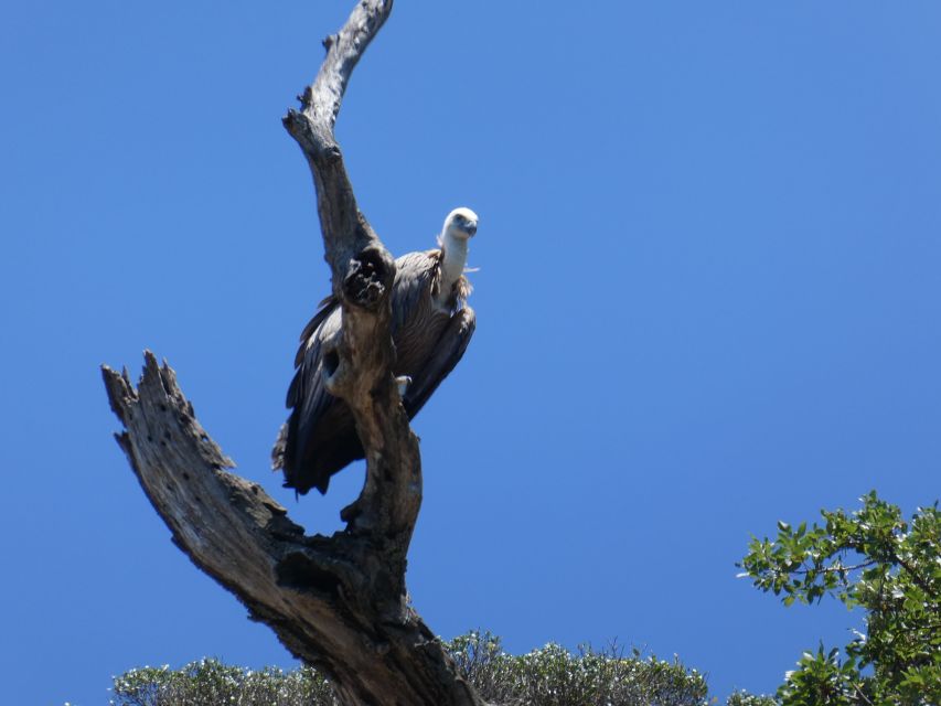 Punat-Private Boat Trip in the Intact Nature of Island Krk - Common questions