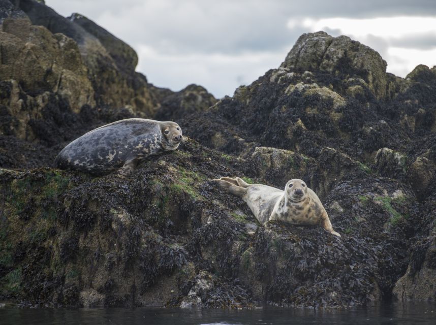 Queensferry: Sightseeing Cruise to Inchcolm Island - Last Words