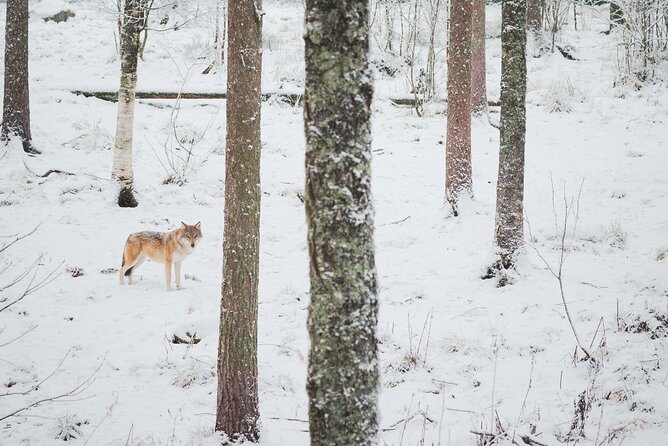 Ranua Wildlife Park Day : Visit the Arctic Animals! - Last Words