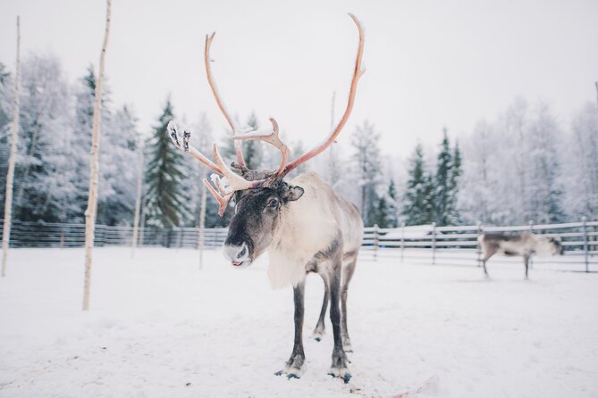 Reindeer Safari With Snowmobile and Cross the Arctic Circle Tour From Rovaniemi - Last Words