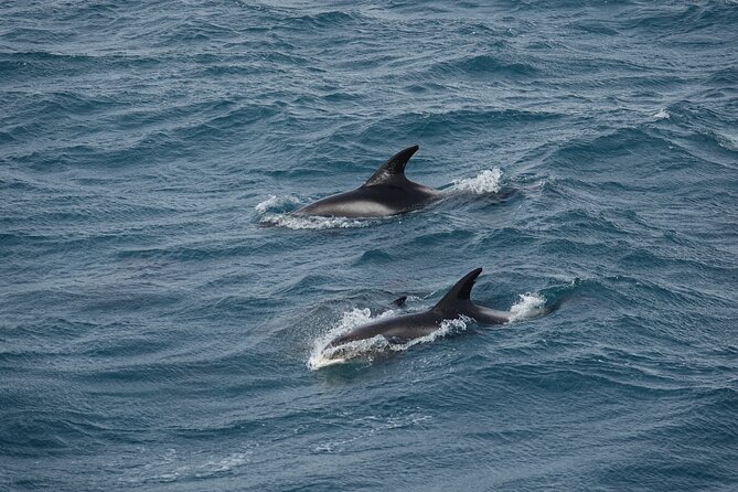 Reykjavík Bay Arctic Rose Whale Watching Excursion - Minimum Traveler Requirement