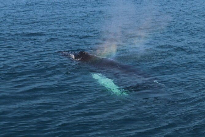 Reykjavik: Minke and Humpback Whale-Watching Tour - Cancellation Policy