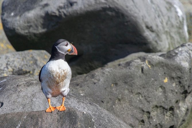 Reykjavik Shore Excursion: Puffin Sightseeing Cruise - Directions and Recommendations