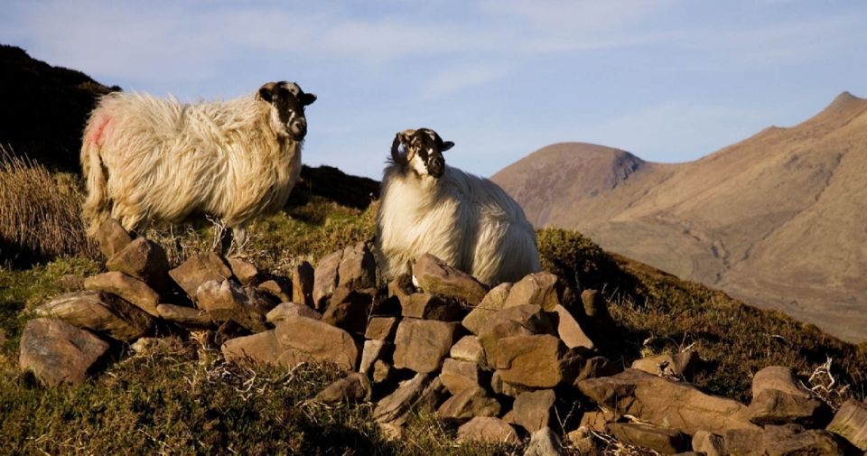 Ring of Kerry Full-Day Tour From Limerick - Tips for the Tour