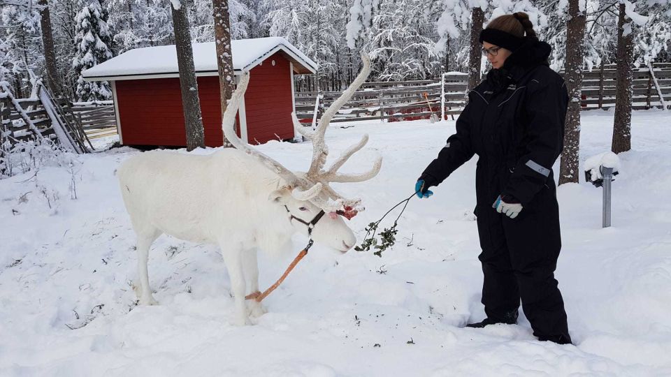 Rovaniemi: Husky Park and Reindeer Farm Combo by Minibus - Tour Highlights