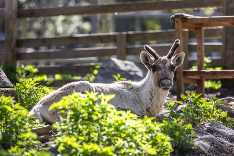 Rovaniemi: Ranua Zoo Entry Ticket W/ Walking Tour and Lunch - Common questions