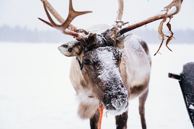 Rovaniemi Reindeer Sleigh Ride (Mar ) - Last Words