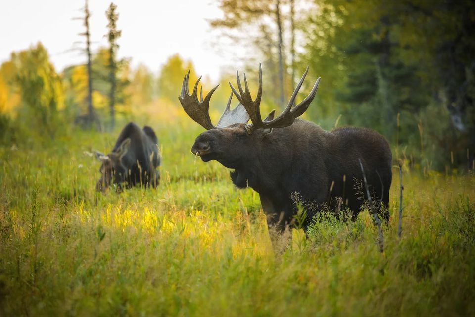 Rovaniemi: Wild Moose Safari - Last Words