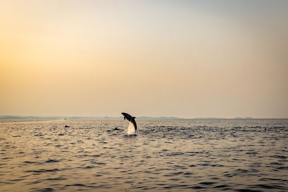 Rovinj: Sunrise Dolphin-Watching Speedboat Tour - Common questions