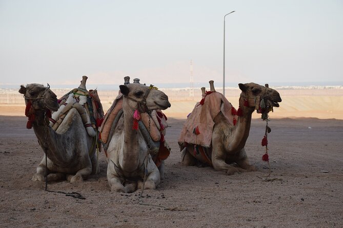Safari Quads With Camel Ride & Star Gazing in Sharm El Sheikh - Last Words