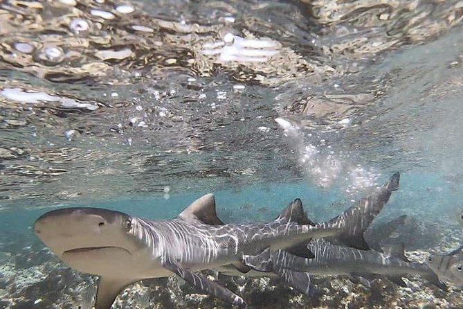 Sal Island: Shark Bay Shark Watching Experience From Santa Maria - Last Words