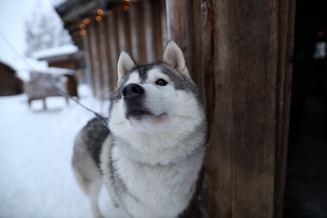 Santa Claus Village, Husky and Reindeers Combo Safari - Cancellation Policy Details