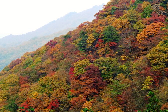 Scenic Jiri Mountain Autumn Foliage One Day Tour - Accessibility Information