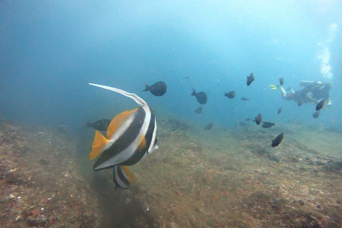 Scuba Diving in Mirissa - Benefits of Scuba Diving