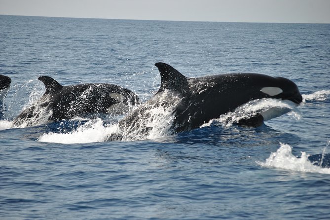 Sealife Sea Safari, Dolphin Watching With Marine Biologists Lagos - Booking Information
