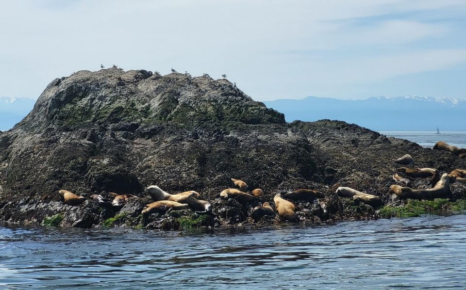 Seattle: Whidbey Island Deception Pass Winter Birding Trip - Common questions