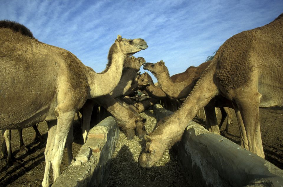 See Camel Centre, Rat Temple From Jodhpur With Bikaner Drop - Common questions