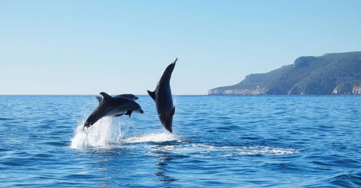 Sesimbra: Dolphin Watching Tour in Arrábida Natural Park - Additional Information