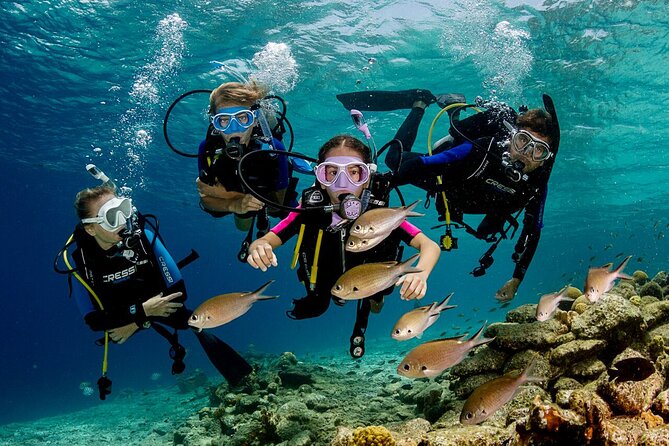 Side Scuba Diving With Under Water Museum: 2 Dives With Lunch And Free Transfer - Last Words