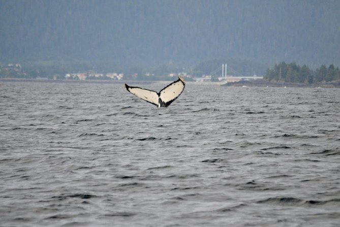Sitka Shore Excursion: Whale-Watching and Marine Life Tour - Viator Booking Information