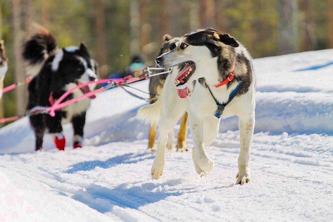 Small-Group Husky Mushing Experience in Rovaniemi - Common questions