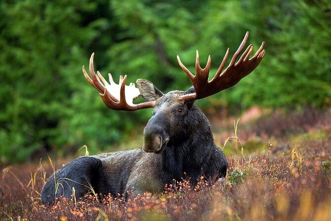 Small-Group Moose Wild Safari From Rovaniemi - Common questions