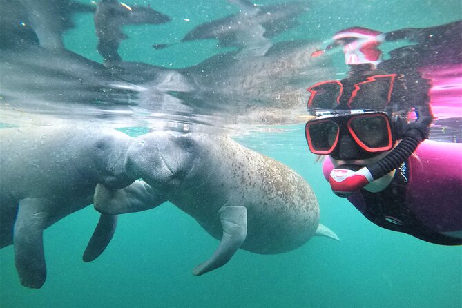 Snorkel Tour With the Manatee on Kings Bay, Crystal River - Common questions