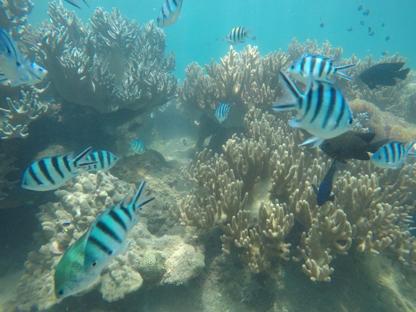 Snorkeling Cham Island: Snorkeling Tour by Speed Boat - Common questions