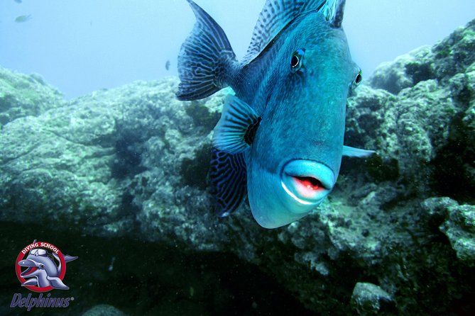 Snorkeling From Boat & Visiting Puerto De Mogan - Last Words