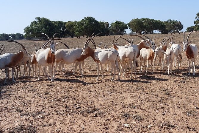 Souss Massa National Park Half Day Trip From Agadir - Common questions