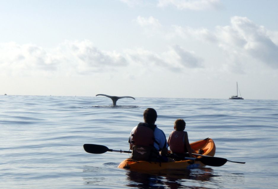 South Maui: Whale Watch Kayaking and Snorkel Tour in Kihei - Last Words