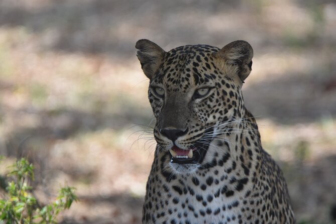 Special Leopard Safari Tour in Yala National Park by Malith & the Team - Customer Reviews