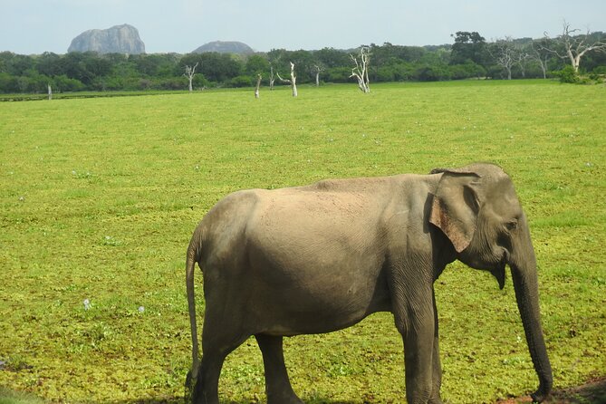 Special Leopards Safari Yala National Park - 04.30 Am to 11.30 Am - Last Words