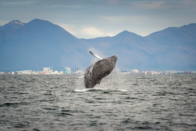 Speedboat Whale Watching Small-Group Tour in Reykjavik - Last Words