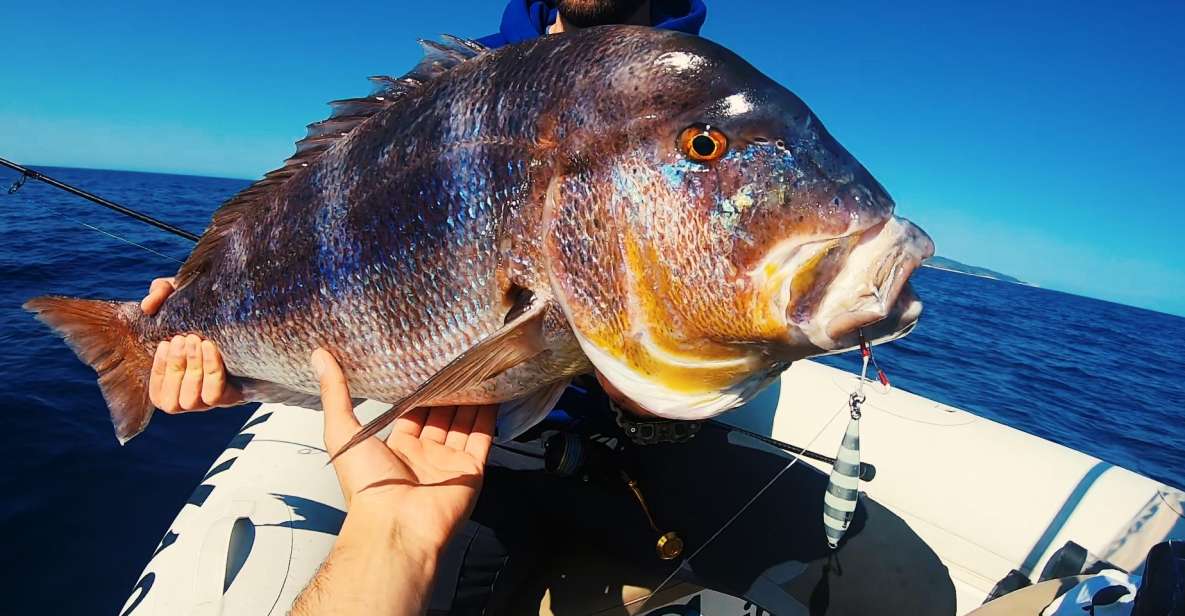 Split: Half-Day Fishing Tour to Drvenik and Solta Island - Tour Highlights and Species to Catch