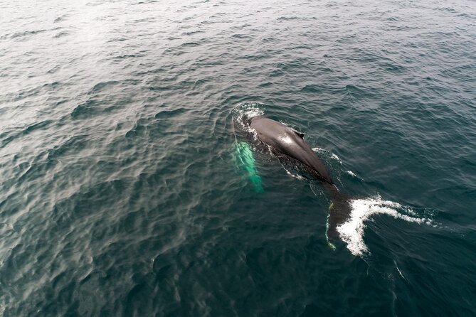 Studying Whales and Wildlife Experience in Skjalfandi Bay - Directions and Ticket Redemption