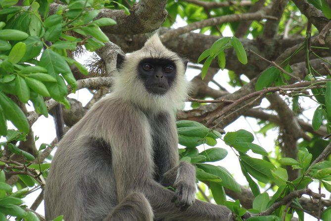 Super Luxury Jeep Safari at Yala National Park - Last Words