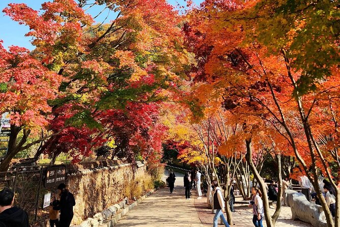 Suwon Hwaseong Purple Flower(Azalea) Cherry Blossom - Tips for a Memorable Visit