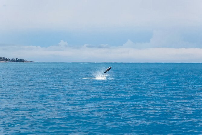 Swim With Dolphins & Turtles in West Oahu (Semi-Private Tours) - Last Words