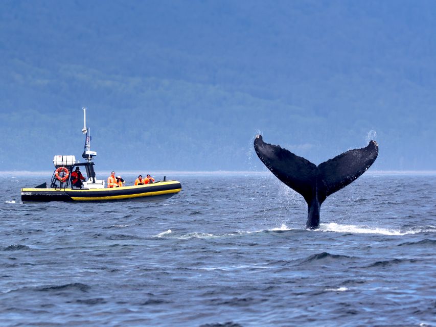 Tadoussac/Baie-Ste-Catherine: Whale Watch Zodiac Boat Tour - Language and Tour Guides